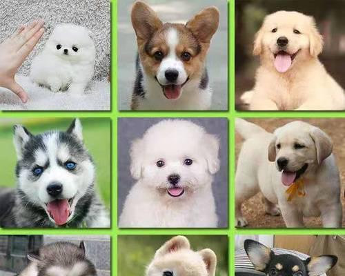 田园犬与宠物狗（田园犬和宠物狗的差异及适应环境的关键）