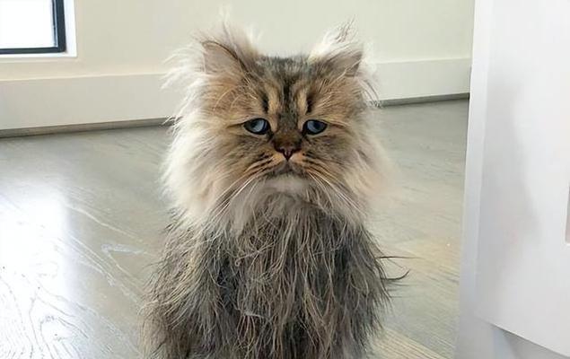 猫咪衰老信号解析（揭开猫咪变老的迹象，保护你的爱宠）
