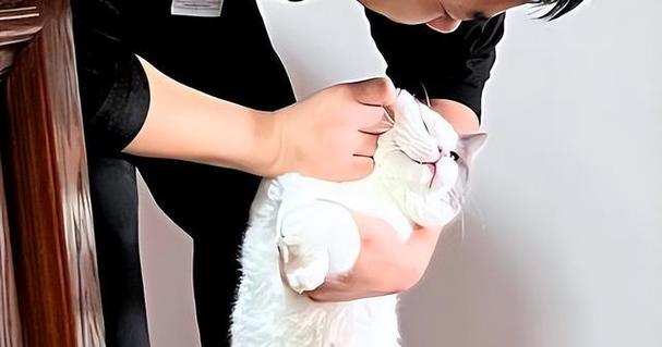 猫咪为何不敢还手？探究猫咪不还手的原因（揭秘猫咪胆小的心理机制，了解为何它们不敢还手）