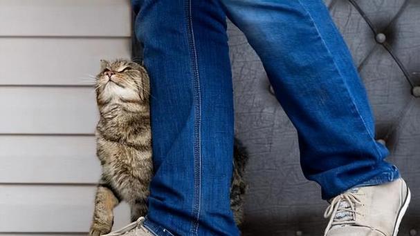 猫咪之间的交流方式（揭秘猫咪交流的奥秘）