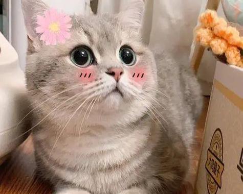 猫咪缺爱的特征——揭示你的宠物需要更多的关爱（从行为举止到身体语言，了解猫咪缺爱的明显特征）