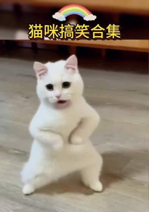 爆笑喵星人（与卖萌的小猫咪一起开怀大笑！）