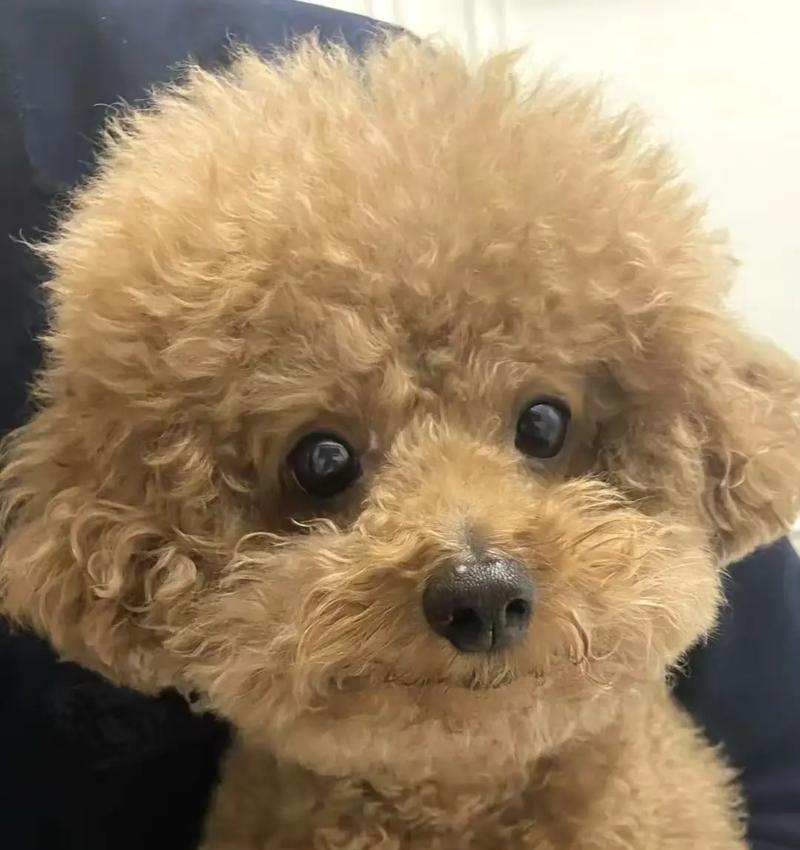 泰迪犬断尾的六大好处（为何泰迪犬需要断尾？研究发现的关键原因）