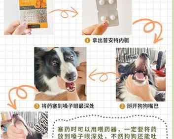 一分钟学会猫咪驱虫喂药，让它健康快乐成长（简单易行的猫咪驱虫和喂药技巧，让你成为专业的猫爸猫妈）