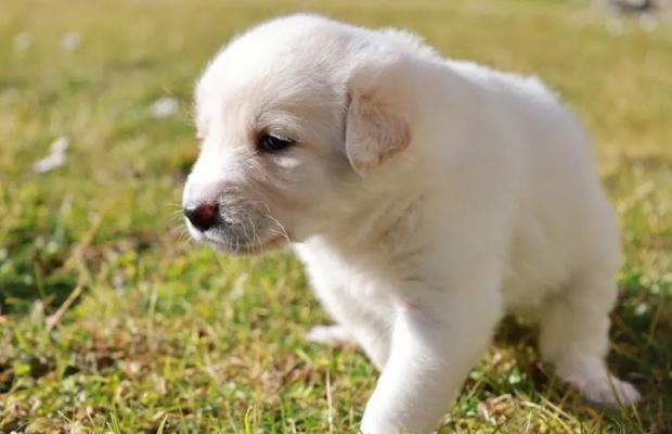幼犬何时可以开始吃干狗粮？（断奶1~2个月左右的幼犬什么时候能转换到干狗粮？）