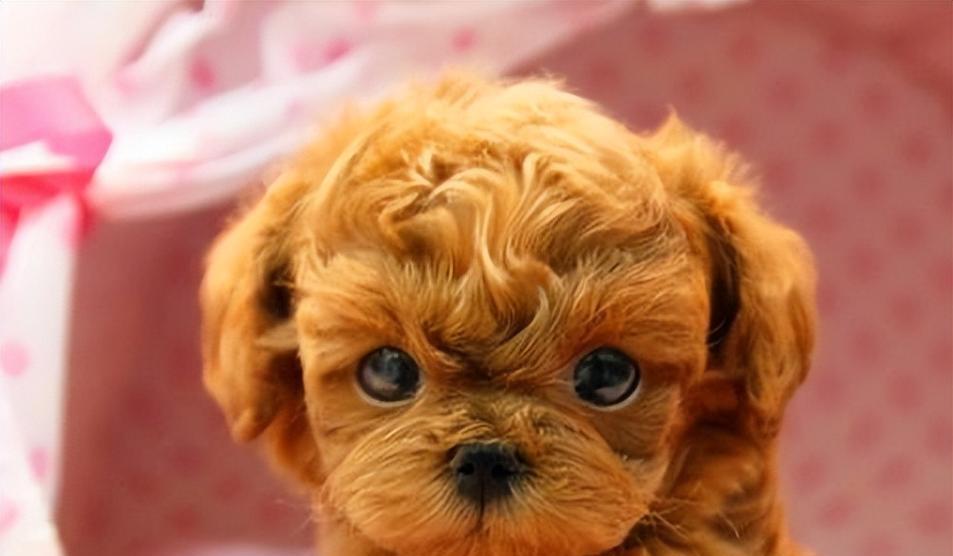 纯种泰迪犬的特征揭秘（教你6个判读方法，了解真正的泰迪犬）