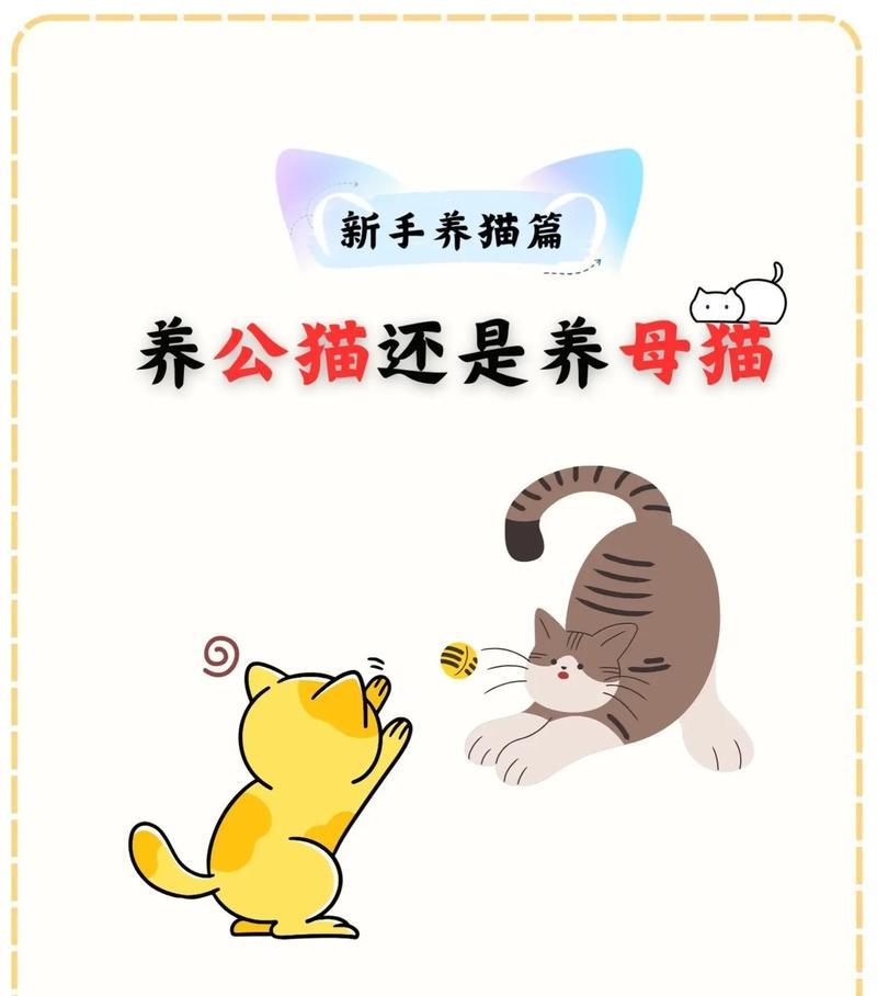 养猫的4件事和不能做的3件事
