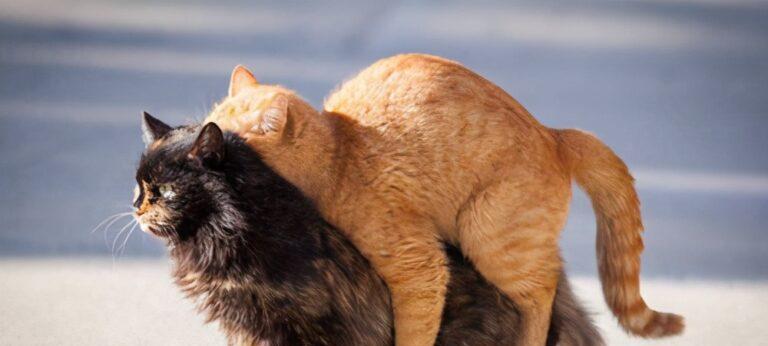 猫咪绝育（了解猫咪绝育的重要性及注意事项）