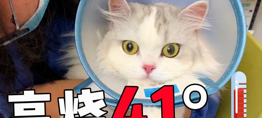 猫咪体温测量的三种方法及注意事项（了解猫咪正常体温的重要性及准确测量方法）