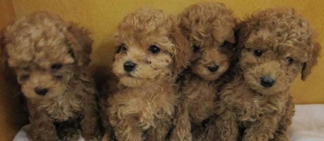 影响泰迪犬的因素及饲养幼犬注意事项（了解影响泰迪犬行为与健康的因素，合理饲养幼犬是关键）
