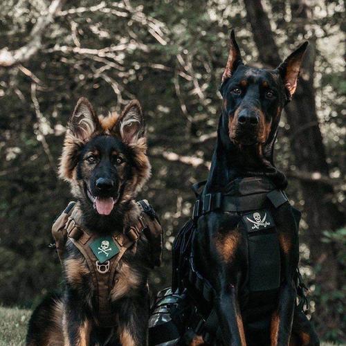 杜宾犬价格及如何挑选纯种杜宾（了解市场行情，掌握选购技巧）