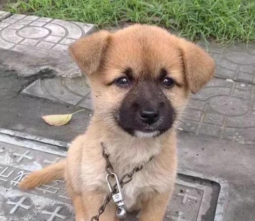 探秘中华田园犬的多样品系（了解中华田园犬家族的丰富多样性及其特点）