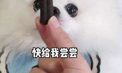 狗狗也需要刷牙吗？（不刷牙的危害及如何正确刷牙）