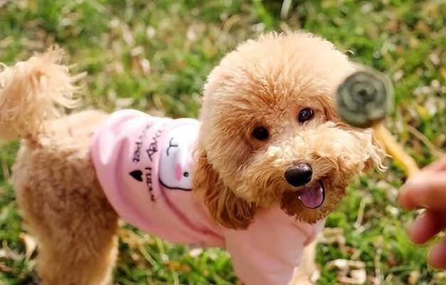 豪华犬界巨额开销大盘点（探索狗狗界的奢华花费）