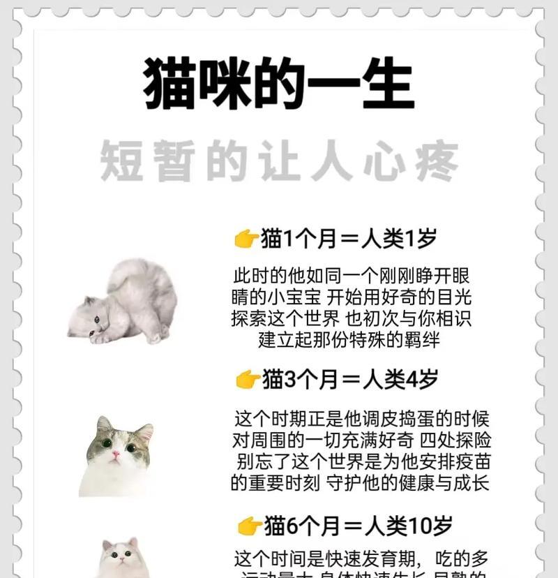 猫咪的饮食需求（一天需要吃多少东西？掌握科学喂养方法，让猫咪健康成长）