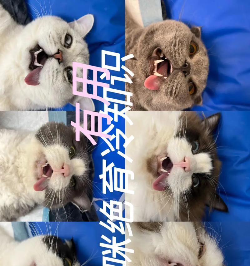 猫咪绝育的费用及好处（了解猫咪绝育的费用，享受健康的好处）