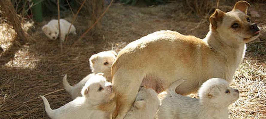 养护新生幼犬的完全指南