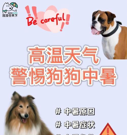 狗狗中暑的迹象与预防方法（狗狗中暑的症状和保护宠物的关键）