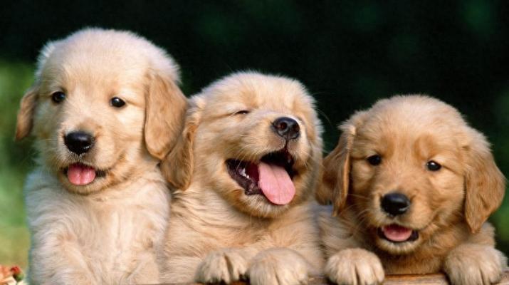 养一只优秀金毛犬的全攻略（金毛犬养护技巧、费用及培养）