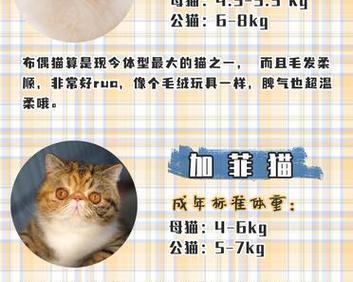 宠物猫的标准体重与健康管理（掌握关键指标，让你家猫远离超重的危机）
