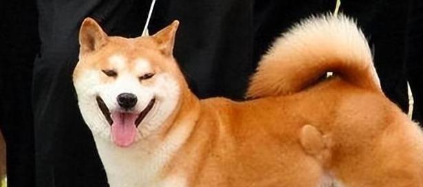 为什么不养秋田犬？（探讨秋田犬不适合作为宠物的原因）