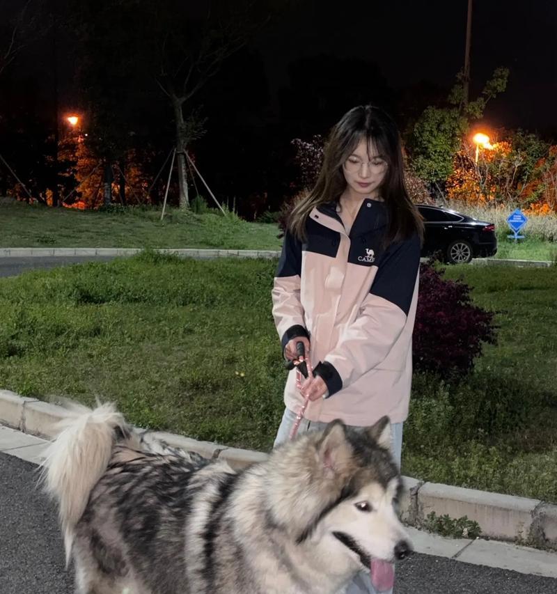 阿拉斯加与哈士奇（揭秘阿拉斯加带人温柔之谜）