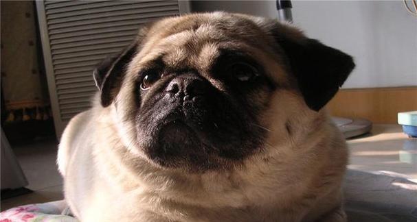 以巴哥犬饲养指南（了解价格和养护要点，培养健康快乐的伴侣）