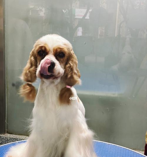 可卡犬的价格和特征（了解可卡犬的价格走势及其独特特征）