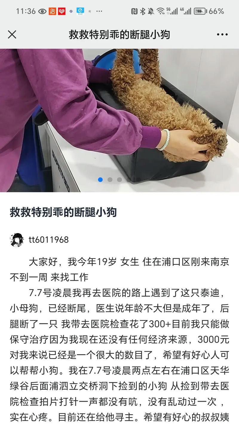 狗狗断尾的必要性及原因（保护狗狗健康的措施与考虑）