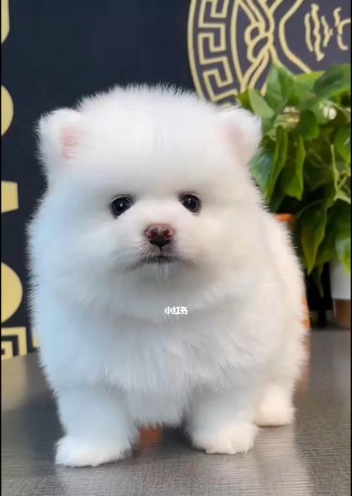 购买和饲养博美犬的完全指南（了解博美犬的价格和如何照顾幼犬）