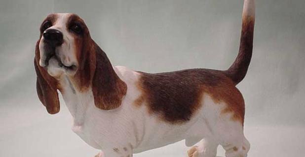探寻巴吉度猎犬的所在地（寻找巴吉度猎犬的最佳途径与选择）