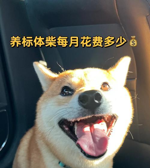 柴犬价格及优缺点解析（柴犬的价格、性格特点和养护要点一览）