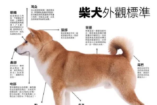 柴犬立耳时间及原因揭秘（柴犬立耳晚的可能原因和解决方法）