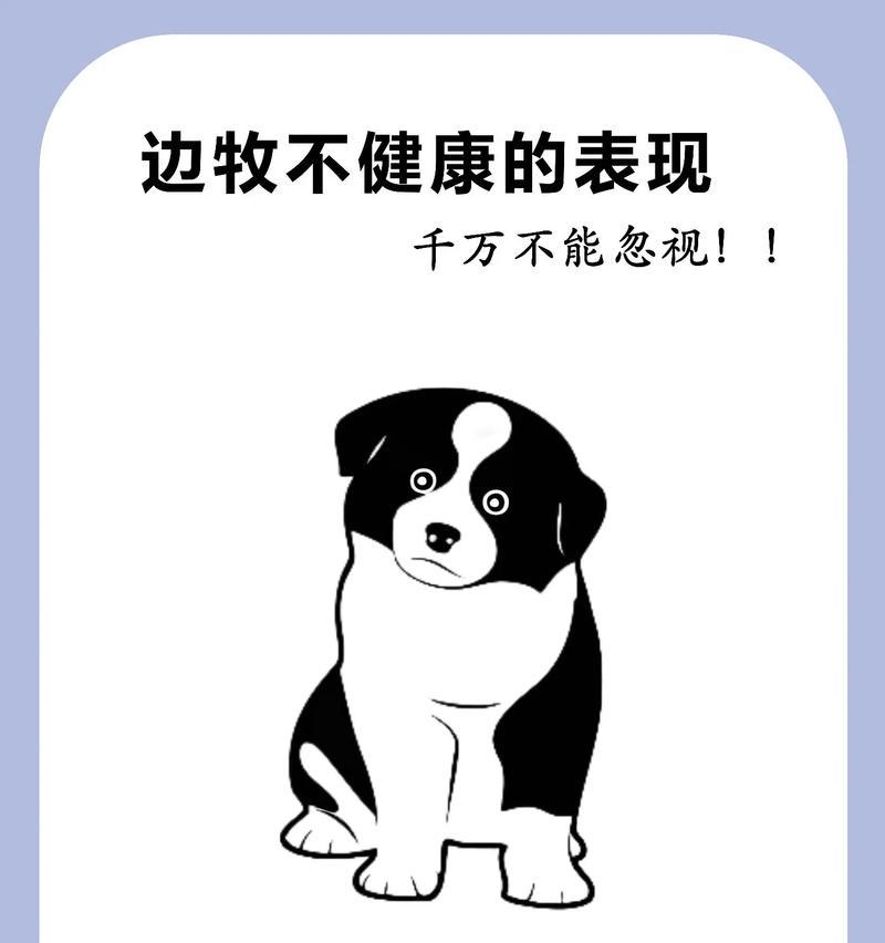 养边境牧羊犬的禁忌（边牧饲养须知，守护爱宠健康）