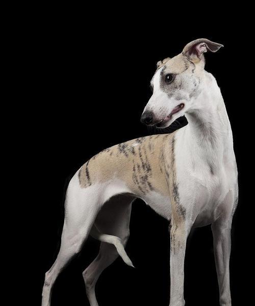 探讨黑色比特犬的价格与市场信念（揭秘黑色比特犬的市场行情与定价策略）