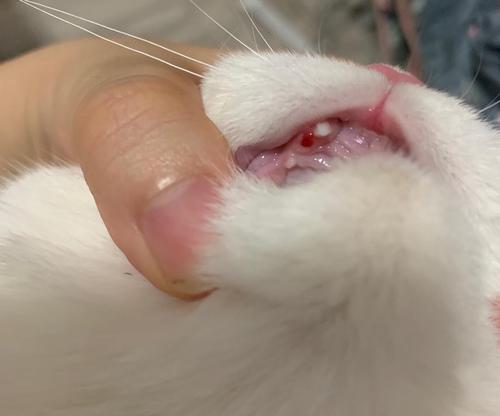 猫咪牙齿的冷知识（探秘猫咪牙齿的多重功能，了解它们的奥秘）