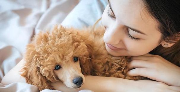 泰迪喂养全指南（宠爱你的泰迪犬，从喂养开始）