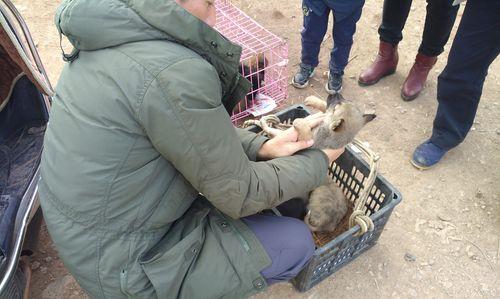 昆明幼犬低价出售，品相不凡（商贩敢于低价出售，敢担当责任）