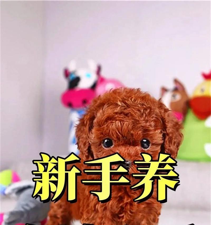饲养泰迪犬的注意事项（如何选择适合自己的泰迪犬）