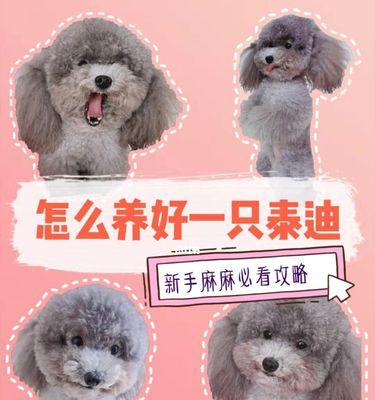泰迪幼犬喂养与安全指南（为您的泰迪宝宝提供正确的饮食和环境，让它健康成长）