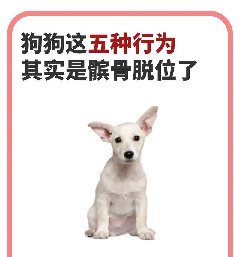 泰迪髌骨脱位的症状、原因和治疗方法（髌骨脱位的症状表现及其可能的原因）