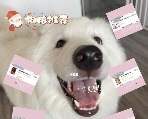 萨摩耶犬