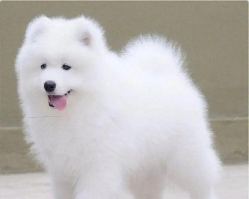 萨摩耶犬——古老而迷人的冷地犬（探索萨摩耶犬的历史、特点和魅力）