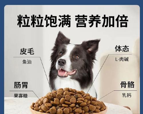 拉布拉多小狗狗饮食需知（合适的狗粮份量及注意事项）