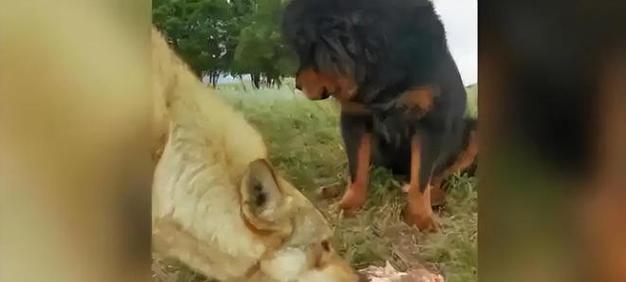 藏獒与狼（探索两种顶级猛兽之间的实力对决）
