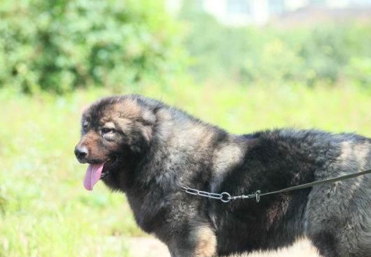 高加索价格与饲养知识分享（高加索犬价格、高加索犬饲养知识、高加索犬养殖秘籍）