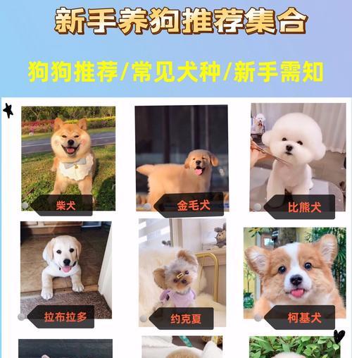 贵宾犬的多样性与智力差异（探索贵宾犬的品种和智商差异）
