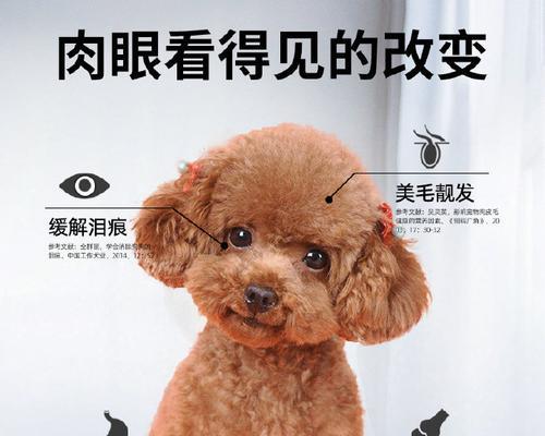 泰迪每月所需狗粮量详解（探究泰迪犬每月食粮需求量及养护要点）