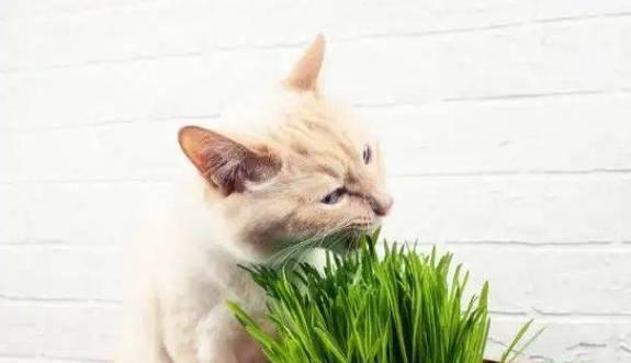 猫咪的饮食习惯与健康（探究猫咪为何喜欢吃草以及草对其健康的益处）
