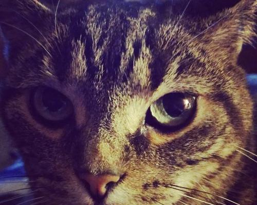 猫咪胡子蓬松秘诀（吃对食物，让猫咪胡子更迷人）
